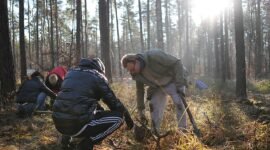 Two volunteers planting a deciduous seedling within an established forest. The planting location is in Landschaftsschutzgebiet Grunewald, Berlin, Germany near the Krumme Lanke subway station. The planting event was organized by aufBuchen eV, a conservation NGO based in Berlin. | Photographed using a Sony a6700 APS-C format camera | ISO 6709:2022 +52.45630+013.20750/ | Camera timestamp information in UTC | Metadata timestamp 02-Dec-2024 23:57:43 +0000 (UTC)